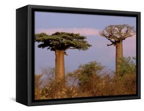 Baobab Tree, Morondava, Madagascar-Pete Oxford-Framed Stretched Canvas