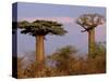 Baobab Tree, Morondava, Madagascar-Pete Oxford-Stretched Canvas