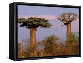 Baobab Tree, Morondava, Madagascar-Pete Oxford-Framed Stretched Canvas