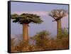 Baobab Tree, Morondava, Madagascar-Pete Oxford-Framed Stretched Canvas