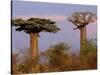 Baobab Tree, Morondava, Madagascar-Pete Oxford-Stretched Canvas
