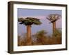 Baobab Tree, Morondava, Madagascar-Pete Oxford-Framed Premium Photographic Print