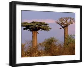 Baobab Tree, Morondava, Madagascar-Pete Oxford-Framed Premium Photographic Print