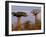 Baobab Tree, Morondava, Madagascar-Pete Oxford-Framed Premium Photographic Print