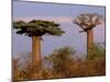 Baobab Tree, Morondava, Madagascar-Pete Oxford-Mounted Premium Photographic Print