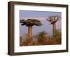 Baobab Tree, Morondava, Madagascar-Pete Oxford-Framed Photographic Print