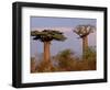 Baobab Tree, Morondava, Madagascar-Pete Oxford-Framed Photographic Print
