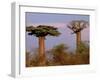 Baobab Tree, Morondava, Madagascar-Pete Oxford-Framed Photographic Print