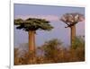 Baobab Tree, Morondava, Madagascar-Pete Oxford-Framed Photographic Print