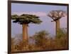 Baobab Tree, Morondava, Madagascar-Pete Oxford-Framed Photographic Print