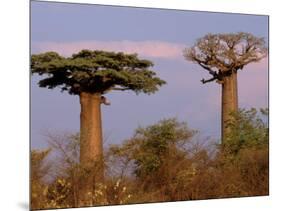 Baobab Tree, Morondava, Madagascar-Pete Oxford-Mounted Photographic Print