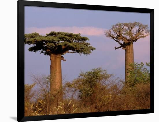 Baobab Tree, Morondava, Madagascar-Pete Oxford-Framed Photographic Print