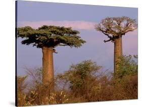 Baobab Tree, Morondava, Madagascar-Pete Oxford-Stretched Canvas
