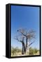 Baobab Tree, Nxai Pan National Park, Botswana-Paul Souders-Framed Stretched Canvas