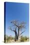 Baobab Tree, Nxai Pan National Park, Botswana-Paul Souders-Stretched Canvas