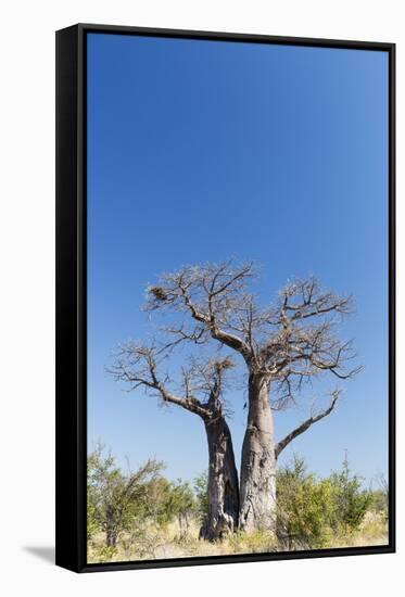 Baobab Tree, Nxai Pan National Park, Botswana-Paul Souders-Framed Stretched Canvas