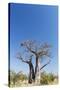 Baobab Tree, Nxai Pan National Park, Botswana-Paul Souders-Stretched Canvas