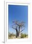 Baobab Tree, Nxai Pan National Park, Botswana-Paul Souders-Framed Premium Photographic Print