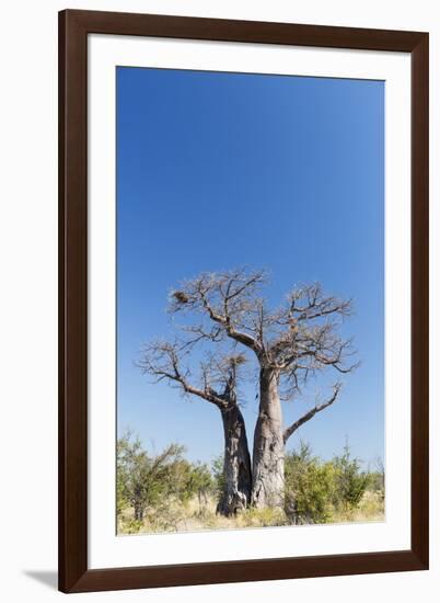 Baobab Tree, Nxai Pan National Park, Botswana-Paul Souders-Framed Premium Photographic Print