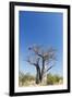 Baobab Tree, Nxai Pan National Park, Botswana-Paul Souders-Framed Premium Photographic Print