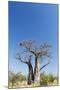 Baobab Tree, Nxai Pan National Park, Botswana-Paul Souders-Mounted Premium Photographic Print