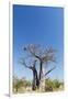 Baobab Tree, Nxai Pan National Park, Botswana-Paul Souders-Framed Premium Photographic Print