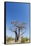 Baobab Tree, Nxai Pan National Park, Botswana-Paul Souders-Framed Stretched Canvas