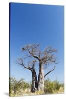 Baobab Tree, Nxai Pan National Park, Botswana-Paul Souders-Stretched Canvas