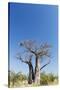 Baobab Tree, Nxai Pan National Park, Botswana-Paul Souders-Stretched Canvas