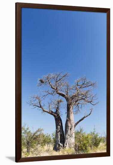 Baobab Tree, Nxai Pan National Park, Botswana-Paul Souders-Framed Photographic Print