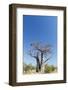 Baobab Tree, Nxai Pan National Park, Botswana-Paul Souders-Framed Photographic Print