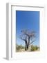 Baobab Tree, Nxai Pan National Park, Botswana-Paul Souders-Framed Photographic Print