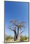 Baobab Tree, Nxai Pan National Park, Botswana-Paul Souders-Mounted Photographic Print