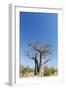Baobab Tree, Nxai Pan National Park, Botswana-Paul Souders-Framed Photographic Print