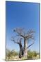 Baobab Tree, Nxai Pan National Park, Botswana-Paul Souders-Mounted Photographic Print