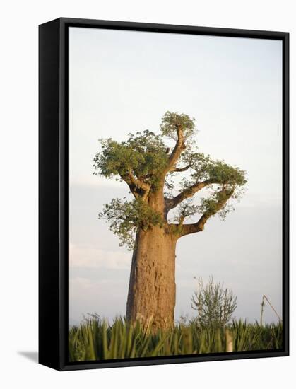 Baobab Tree on a Landscape, Berenty, Madagascar-null-Framed Stretched Canvas