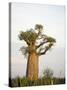 Baobab Tree on a Landscape, Berenty, Madagascar-null-Stretched Canvas