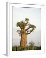 Baobab Tree on a Landscape, Berenty, Madagascar-null-Framed Photographic Print