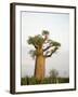Baobab Tree on a Landscape, Berenty, Madagascar-null-Framed Photographic Print