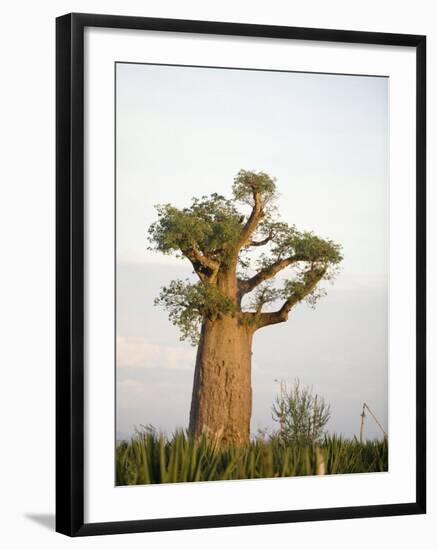 Baobab Tree on a Landscape, Berenty, Madagascar-null-Framed Photographic Print