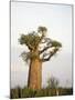Baobab Tree on a Landscape, Berenty, Madagascar-null-Mounted Photographic Print