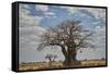 Baobab tree, Ruaha National Park, Tanzania, East Africa, Africa-James Hager-Framed Stretched Canvas