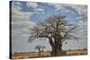 Baobab tree, Ruaha National Park, Tanzania, East Africa, Africa-James Hager-Stretched Canvas