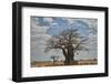 Baobab tree, Ruaha National Park, Tanzania, East Africa, Africa-James Hager-Framed Photographic Print