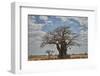 Baobab tree, Ruaha National Park, Tanzania, East Africa, Africa-James Hager-Framed Photographic Print