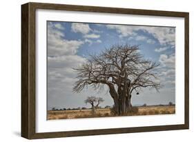 Baobab tree, Ruaha National Park, Tanzania, East Africa, Africa-James Hager-Framed Photographic Print