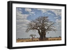 Baobab tree, Ruaha National Park, Tanzania, East Africa, Africa-James Hager-Framed Photographic Print