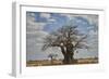 Baobab tree, Ruaha National Park, Tanzania, East Africa, Africa-James Hager-Framed Photographic Print