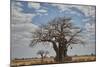 Baobab tree, Ruaha National Park, Tanzania, East Africa, Africa-James Hager-Mounted Photographic Print