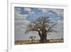 Baobab tree, Ruaha National Park, Tanzania, East Africa, Africa-James Hager-Framed Photographic Print